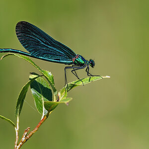 D50_4761_blaue Prachtlibelle_Engelbek IA_7_2021.jpg