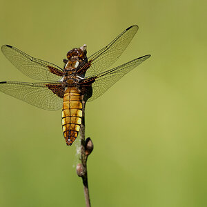 D50_7009_Plattbauchlibelle IIIA_6_2020.jpg