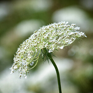 bienenwiese_1202.jpg