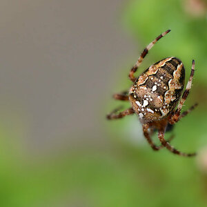 kreuzspinne_1200.jpg