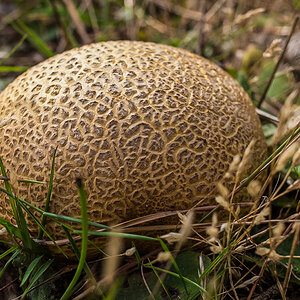 Kartoffelbovist (1 von 1).JPG