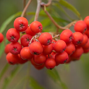 Vogelbeeren (1 von 1).JPG