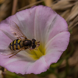 Schwebfliege auf Ackerwinde (1 von 1).JPG