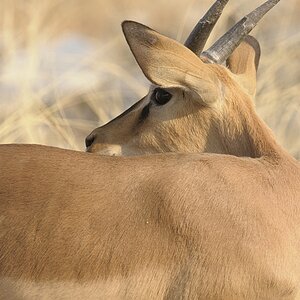 Dik_Dik.jpg