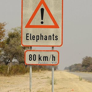 Elefanten_Limit.jpg