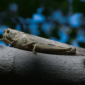 NZ6_5275.jpg
