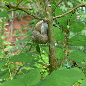 Weinbergschnecke 7.jpg