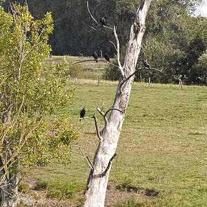 Baumbesetzer_9240157Axl.jpg