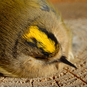 Wintergoldhähnchen.jpg