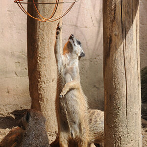 Erdmännchen