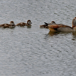 WKO_1497_NF_Nilgans-Fam.jpg