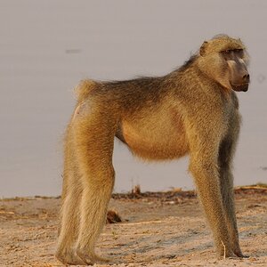 Affe.jpg