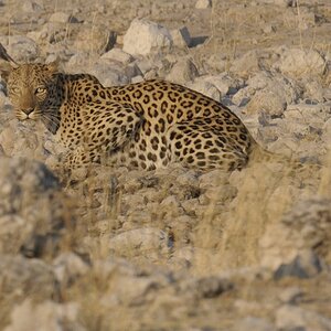 Leopard.jpg