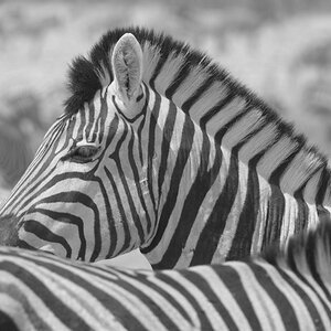 Zebra.jpg