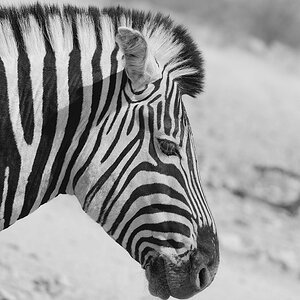 Zebra2.jpg