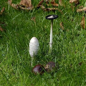 Pilz.jpg