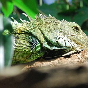 Leguan.jpg