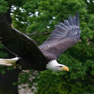 Adler.jpg