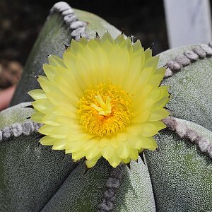 Kaktusblüte.jpg
