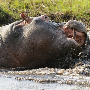 Hippo.jpg
