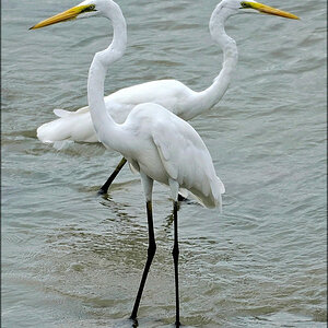 comp_Birds-2.jpg