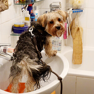 nasser.hund.1.jpg
