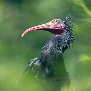 Waldrapp-2109025802.jpg