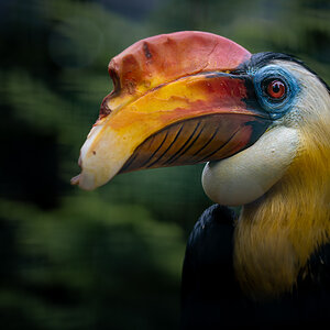 Runzelhornvogel