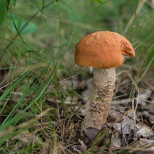 Espen-Rotkappe (1 von 1).JPG