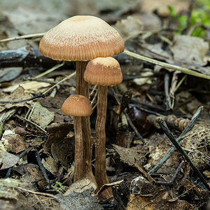 OLY20966-76.jpg