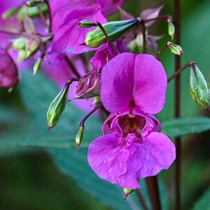 Springkraut Blüte.jpg