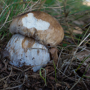 Jungsteinpilz (1 von 1).JPG