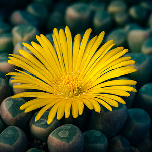 Fenestraria rhopalophylla