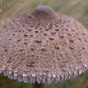 Parasol 1 (1 von 1).JPG