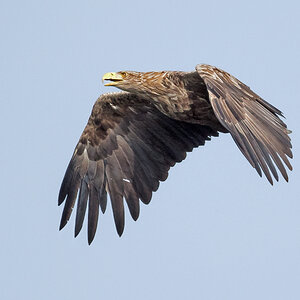 D50_5196_Seeadler IICA_über Hörstener See_9_2021.jpg