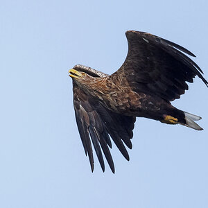 D50_5199_Seeadler IVA_über Hörstener See_9_2021.jpg