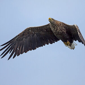 D50_5207_Seeadler_IIICA_über Hörstener See_9_2021.jpg