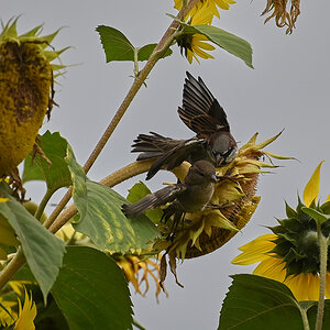 DSC_2208_3.jpg