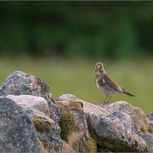 D72_5426-Bearbeitet.jpg
