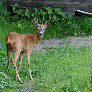 D50_2339_Rehbock mit asymetrischem Geweih_IA_6_2019.jpg