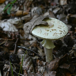 Weißer Knollenblätterpilz.jpg