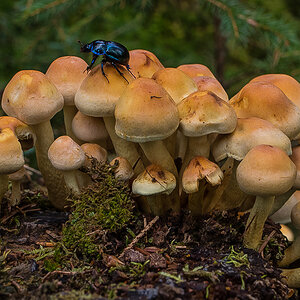 Schwefelkopf mit Käfer (1 von 1).JPG