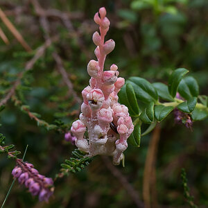 Preiselbeerblüten (1 von 1).JPG