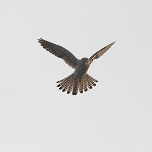 2_WKO_5163_NF_Turmfalke.jpg