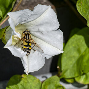 _Z7F4474_228#.JPG