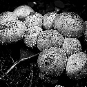 Flaschenboviste BW (1 von 1).JPG