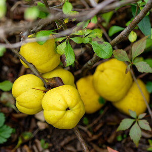 Zierquitten Früchte.jpg