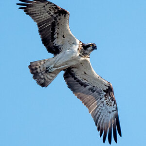 D50_5138_Fischadler_Elbe bei Over_IA_8_2021.jpg