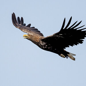 D50_5201_Seeadler Hörstener See_IV_9_2021.jpg