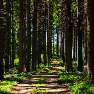Waldweg